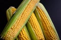 Fresh corn cobs, close up. Appetizing cobs of ripe yellow corn with green leaves lie on a black background top view Royalty Free Stock Photo