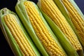 Fresh corn cobs, close up. Appetizing cobs of ripe yellow corn with green leaves lie on a black background top view Royalty Free Stock Photo