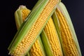 Fresh corn cobs, close up. Appetizing cobs of ripe yellow corn with green leaves lie on a black background top view Royalty Free Stock Photo