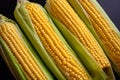 Fresh corn cobs, close up. Appetizing cobs of ripe yellow corn with green leaves lie on a black background top view Royalty Free Stock Photo