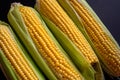 Fresh corn cobs, close up. Appetizing cobs of ripe yellow corn with green leaves lie on a black background top view Royalty Free Stock Photo