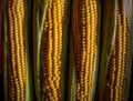 Fresh corn cobs, close up. Appetizing cobs of ripe yellow corn with green leaves in sunlight, top view. Organic food, healthy Royalty Free Stock Photo