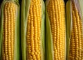 Fresh corn cobs, close up. Appetizing cobs of ripe yellow corn with green leaves top view. Organic food, healthy lifestyle Royalty Free Stock Photo