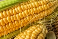 Fresh corn cobs, closeup Royalty Free Stock Photo