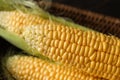 Fresh corn cobs, closeup Royalty Free Stock Photo