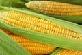 Fresh corn cobs, closeup Royalty Free Stock Photo