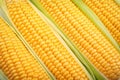 Fresh corn cobs, closeup Royalty Free Stock Photo