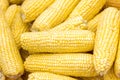 Fresh corn on cobs closeup. Grains of ripe corn. An ear of corn isolated. Corn on the cob, meal ripe juicy tasty corn. Photo of co