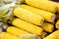 Fresh corn on cobs closeup. Grains of ripe corn. An ear of corn isolated. Corn on the cob, meal ripe juicy tasty corn. Photo of co