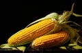 Fresh corn on cobs closeup Royalty Free Stock Photo