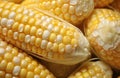 Fresh corn on cobs closeup Royalty Free Stock Photo