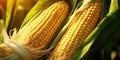 Fresh Corn Cobs in a Cornfield: Close-up Agriculture and Harvest Scene Royalty Free Stock Photo