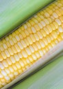 Fresh corn cobs Royalty Free Stock Photo