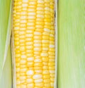 Fresh corn cobs Royalty Free Stock Photo