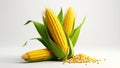 Fresh corn cobs with green leaves and kernels against a white background. Royalty Free Stock Photo