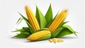 Fresh corn cobs with green leaves and kernels against a white background. Royalty Free Stock Photo