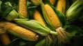 Fresh corn on cobs. Harvesting, autumn