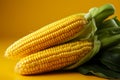 Fresh corn cobs isolated on yellow background Royalty Free Stock Photo