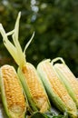 Fresh corn cobs with corn leaves close up on the blurred nature background Royalty Free Stock Photo