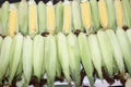 Fresh corn cobs with leaves. Organic sweet corn. Maize. Full frame cover photo. Vegetable background texture. Diet and healthy eat Royalty Free Stock Photo