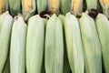 Fresh corn cobs with leaves. Organic sweet corn. Maize. Full frame cover photo. Vegetable background texture. Diet and healthy eat