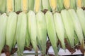 Fresh corn cobs with leaves. Organic sweet corn. Maize. Full frame cover photo. Vegetable background texture. Diet and healthy eat