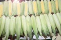 Fresh corn cobs with leaves. Organic sweet corn. Maize. Full frame cover photo. Vegetable background texture. Diet and healthy eat