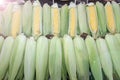 Fresh corn cobs with leaves. Organic sweet corn. Maize. Full frame cover photo. Vegetable background texture. Diet and healthy eat