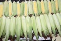 Fresh corn cobs with leaves. Organic sweet corn. Maize. Full frame cover photo. Vegetable background texture. Diet and healthy eat