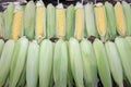 Fresh corn cobs with leaves. Organic sweet corn. Maize. Full frame cover photo. Vegetable background texture. Diet and healthy eat