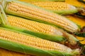 Fresh corn cobs with corn leaves on a yellow surface close up Royalty Free Stock Photo