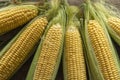 Fresh Corn on Cobs on old wooden table  top view  closeup Royalty Free Stock Photo