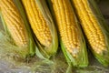 Fresh corn on cobs on rustic wooden table, close up. Sweet corn ears background Royalty Free Stock Photo