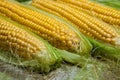 Fresh corn on cobs on rustic wooden table, close up. Sweet corn ears background Royalty Free Stock Photo