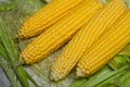 Fresh corn on cobs on rustic wooden table, close up. Sweet corn ears background Royalty Free Stock Photo