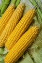 Fresh corn on cobs on rustic wooden table, close up. Sweet corn ears background Royalty Free Stock Photo