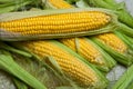 Fresh corn on cobs on rustic wooden table, close up. Sweet corn ears background Royalty Free Stock Photo