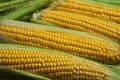 Fresh corn on cobs on rustic wooden table, close up. Sweet corn ears background Royalty Free Stock Photo