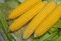 Fresh corn on cobs on rustic wooden table, close up. Sweet corn ears background Royalty Free Stock Photo