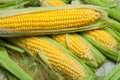 Fresh corn on cobs on rustic wooden table, close up. Sweet corn ears background Royalty Free Stock Photo