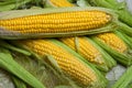 Fresh corn on cobs on rustic wooden table, close up. Sweet corn ears background Royalty Free Stock Photo