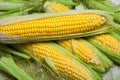 Fresh corn on cobs on rustic wooden table, close up. Sweet corn ears background Royalty Free Stock Photo