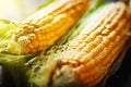 Fresh corn on cobs on rustic wooden table, closeup. Harvest Festival. Autumn background. Selective focus. Horizontal. Royalty Free Stock Photo