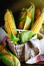 Fresh corn on cobs on rustic wooden table, closeup. Harvest Festival. Autumn background. Selective focus. Horizontal Royalty Free Stock Photo