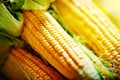 Fresh corn on cobs on rustic wooden table, closeup. Harvest Festival. Autumn background. Selective focus. Horizontal. Royalty Free Stock Photo