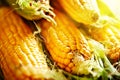 Fresh corn on cobs on rustic wooden table, closeup. Harvest Festival. Autumn background. Selective focus. Horizontal. Royalty Free Stock Photo