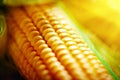 Fresh corn on cobs on rustic wooden table, closeup. Harvest Festival. Autumn background. Selective focus. Horizontal. Royalty Free Stock Photo