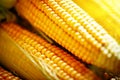 Fresh corn on cobs on rustic wooden table, closeup. Harvest Festival. Autumn background. Selective focus. Horizontal. Royalty Free Stock Photo