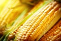 Fresh corn on cobs on rustic wooden table, closeup. Harvest Festival. Autumn background. Selective focus. Horizontal. Royalty Free Stock Photo