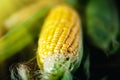 Fresh corn on cobs on rustic wooden table, closeup. Harvest Festival. Autumn background. Selective focus. Horizontal Royalty Free Stock Photo